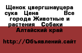 Щенок цвергшнауцера сука › Цена ­ 25 000 - Все города Животные и растения » Собаки   . Алтайский край